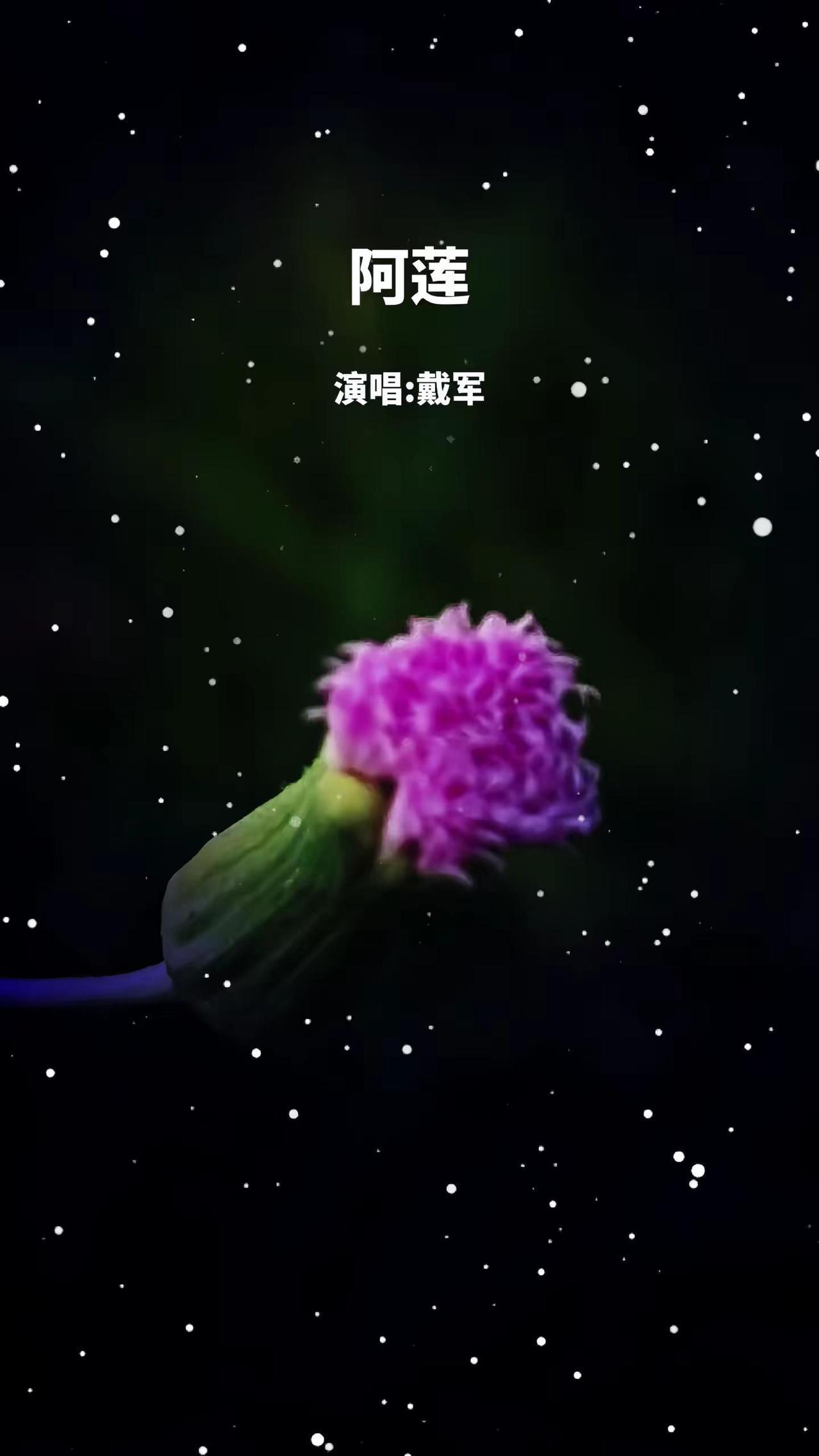 情感音乐热歌经典老歌听不厌阿莲戴军