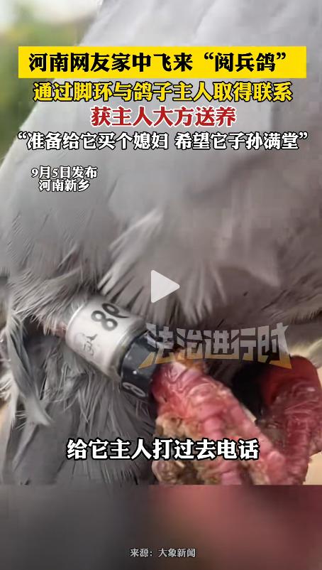 河南新乡一名女子正在家中干活，突然，一只灰色的鸽子飞到她们家窗户上，女子走过去一