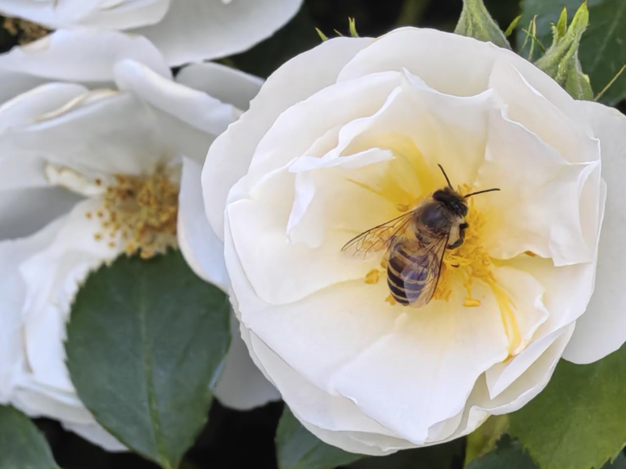 今年春天最想实现的心愿勤奋的蜜蜂万花丛中采蜜忙。