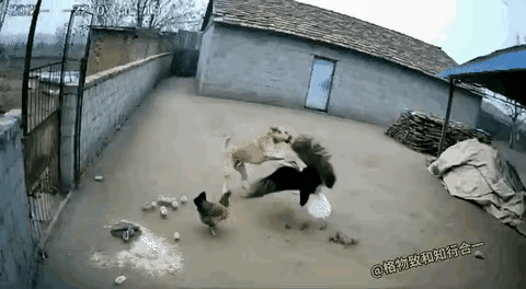 这下汪汪队立大功了