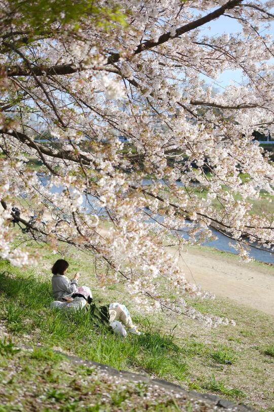 羡慕京都人的春天🌸