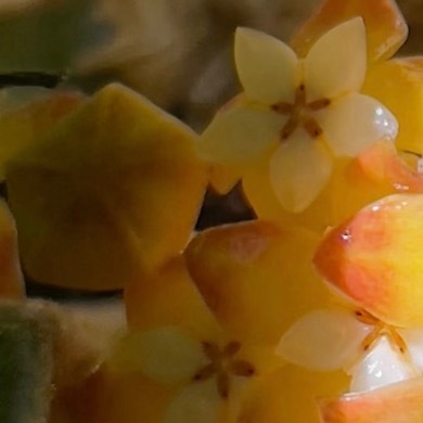 0000淡味球兰种植一、选盆配土淡味球兰喜欢疏松透气、排水良好的环境，建议选用颗