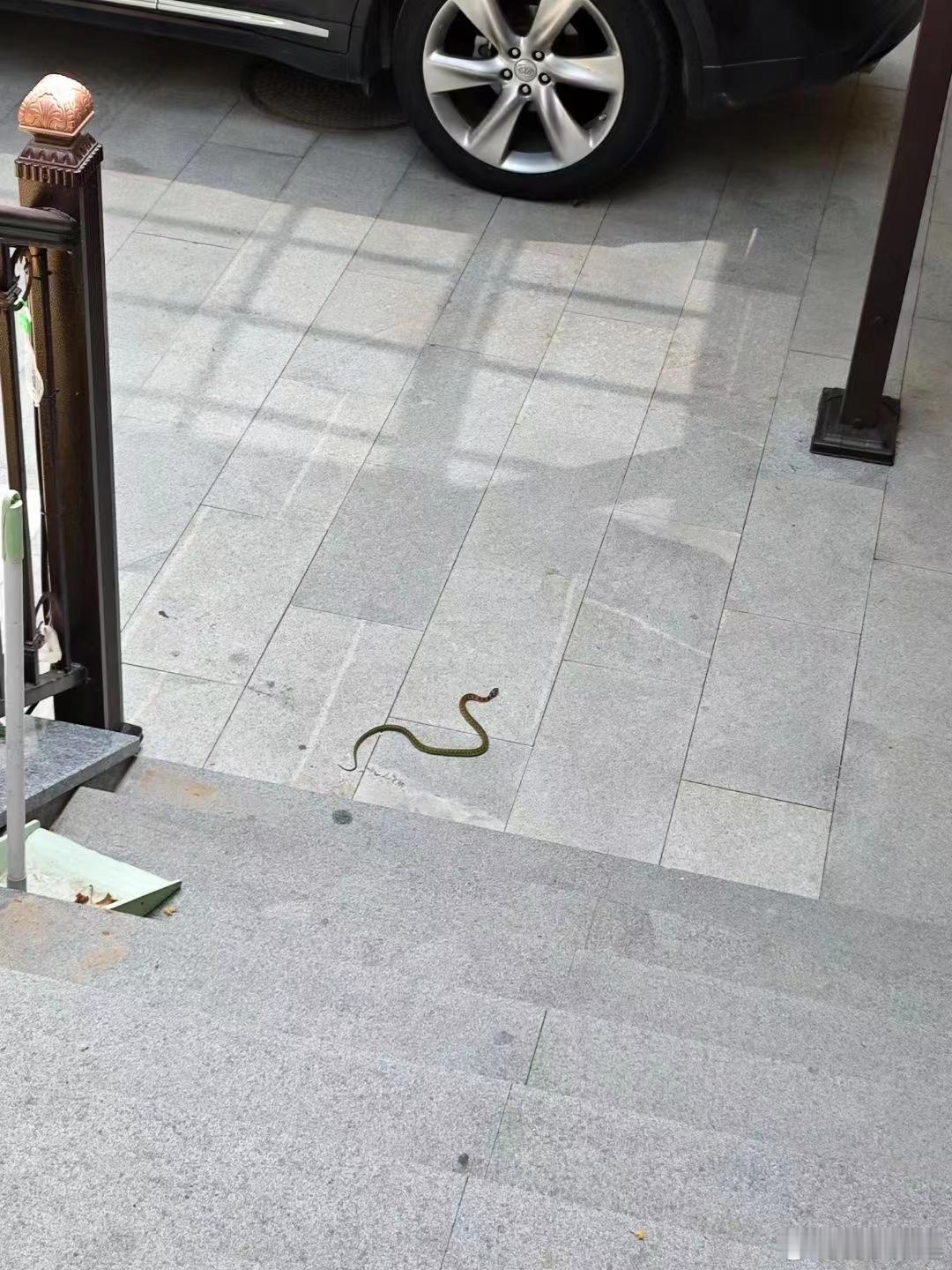 端午节来了个贵客，堵在家门口。 ​​​