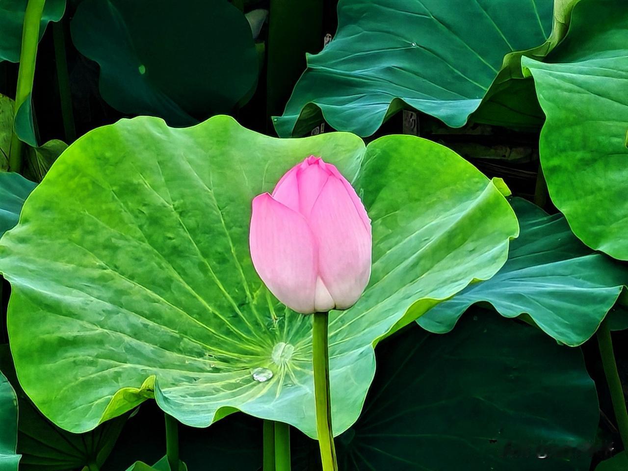 荷花含苞待放，绿叶点缀其间。
