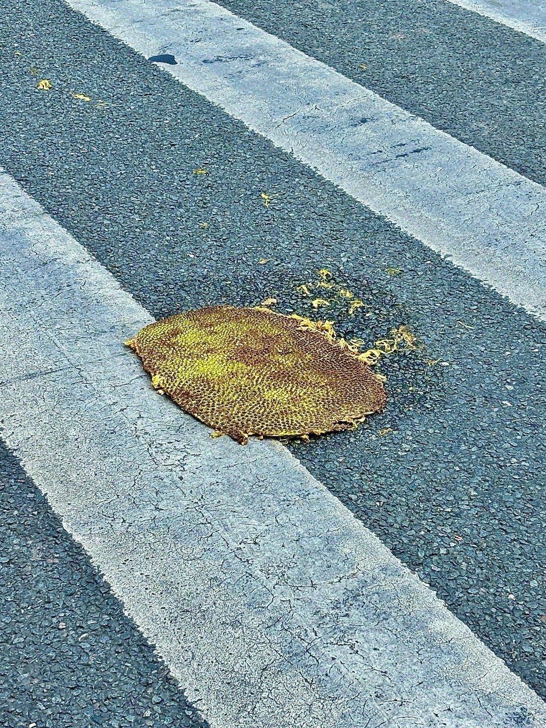 菠萝蜜过马路会变成榴莲.zip ​​​