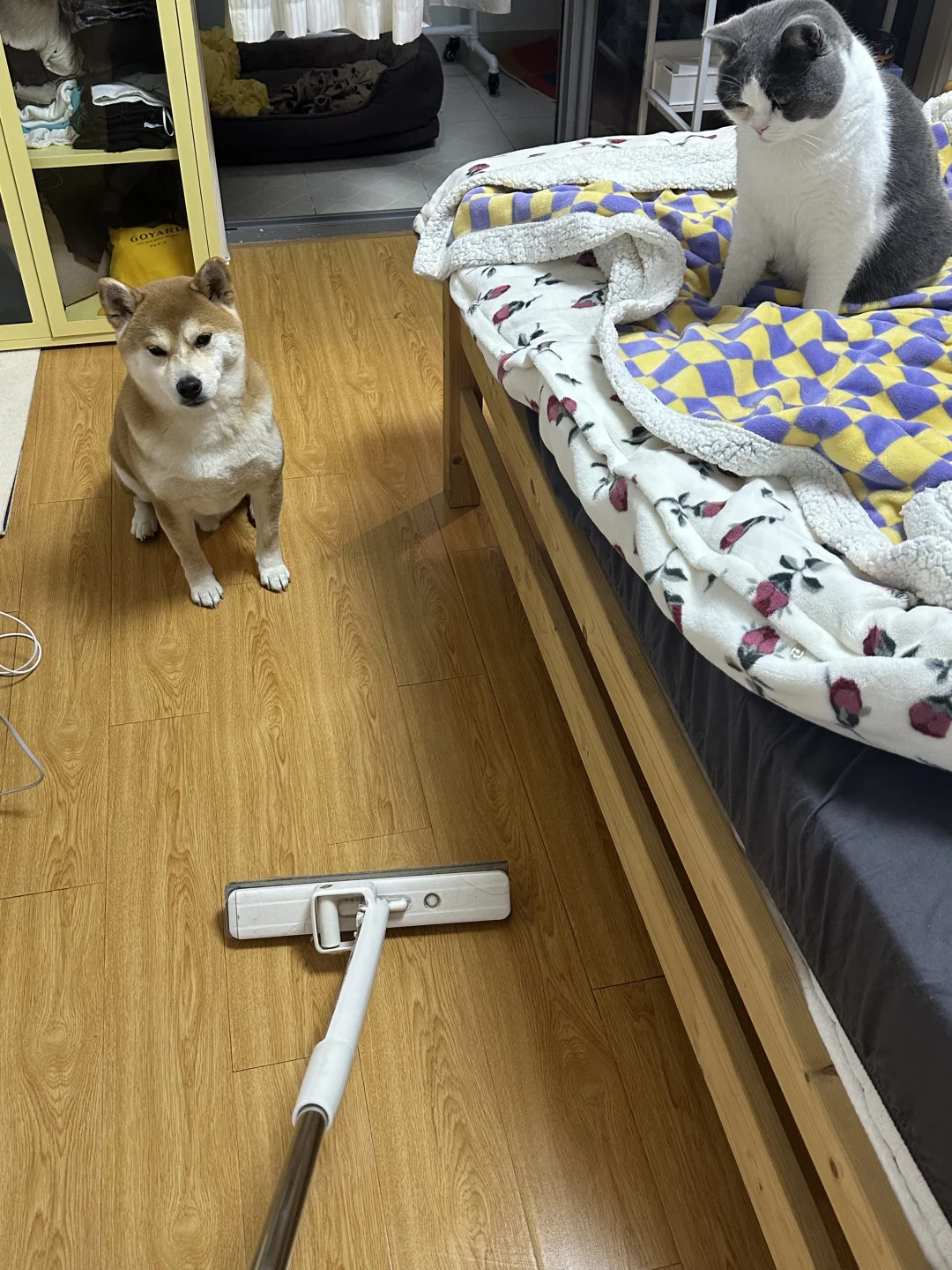 看什么 要不你俩要来帮忙？
