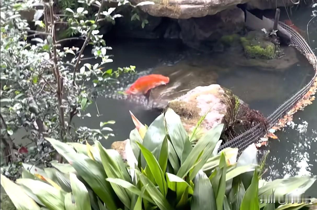 鲤鱼跃龙门。[祈祷]传说在黄河上游有个龙门，水流特别急，地势又高。每年春天，成千