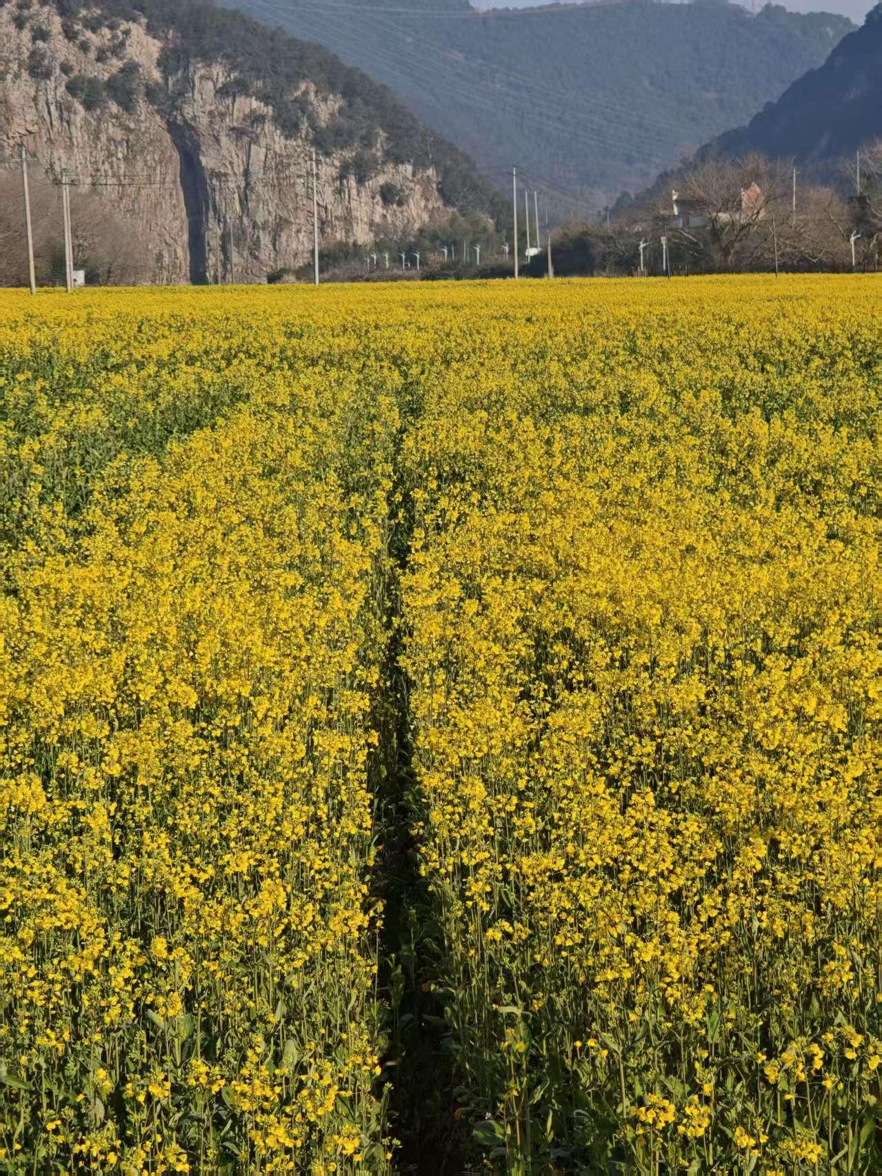 分享一下你随手拍下的照片战地黄花纷外香，