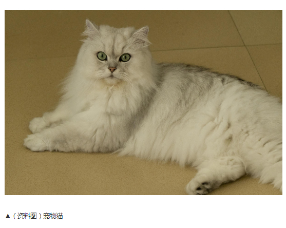 #领养猫咪走失女子被送养人起诉#【领养的猫咪走失，女子被送养人起诉至法院：根据“