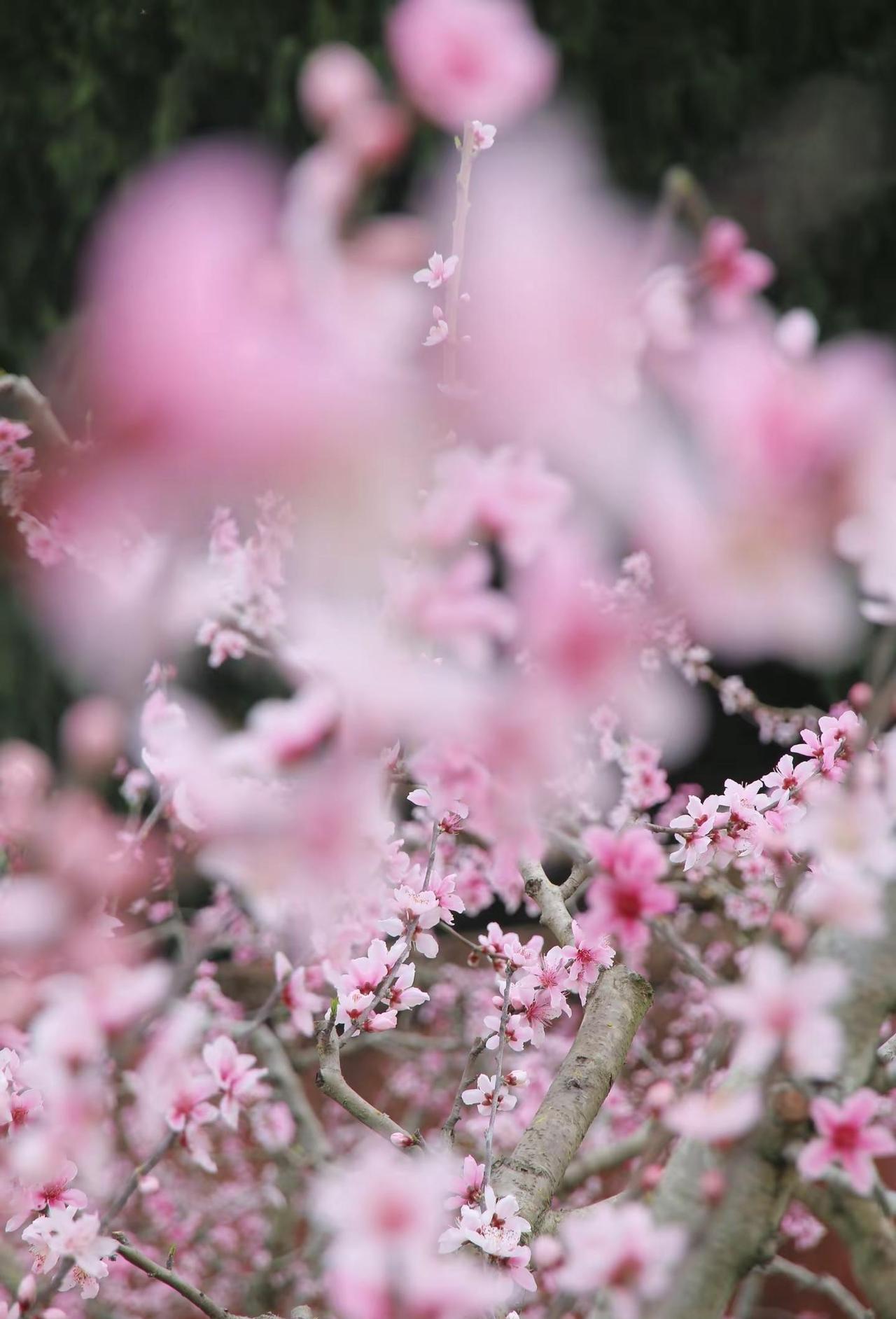 石经寺｜山寺桃花始盛开🌸。茂绿林中三五家，短墙半露小桃花。春天来之前学会拍花海