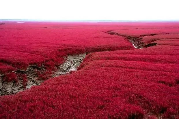 盐碱地长出的“红色海洋”，越咸越红