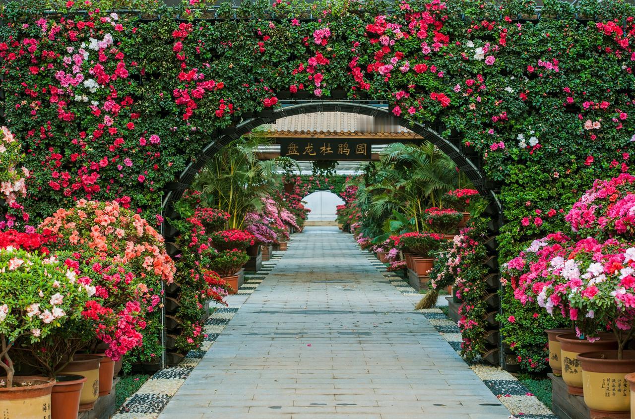 要说盘龙大观园最让我惊喜的，就是这琳琅满目的花园！真的什么花都有啊！就算前面的樱