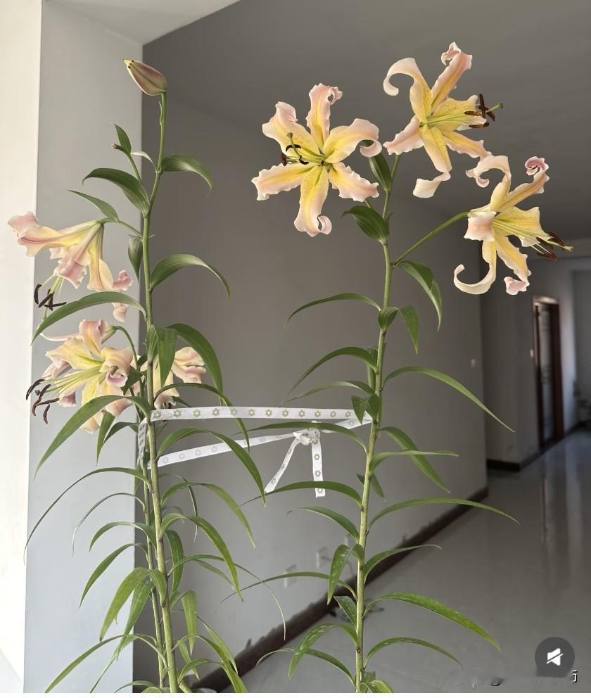 小阳花园
百合路西法