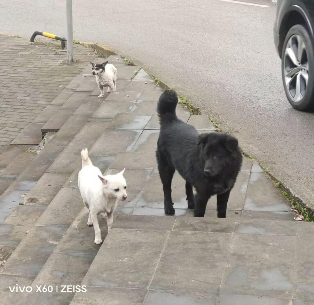 这个问题，现在社会养狗成了经济增长点，养狗触进狗医院，狗粮，疫苗。等一系列与狗相