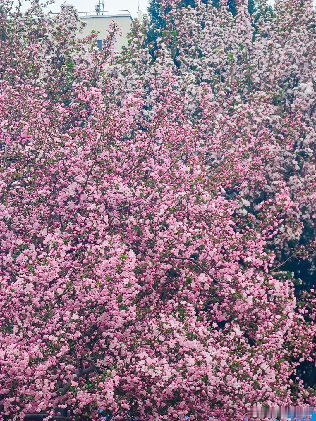 国家图书馆前的一棵海棠花美爆了摄影