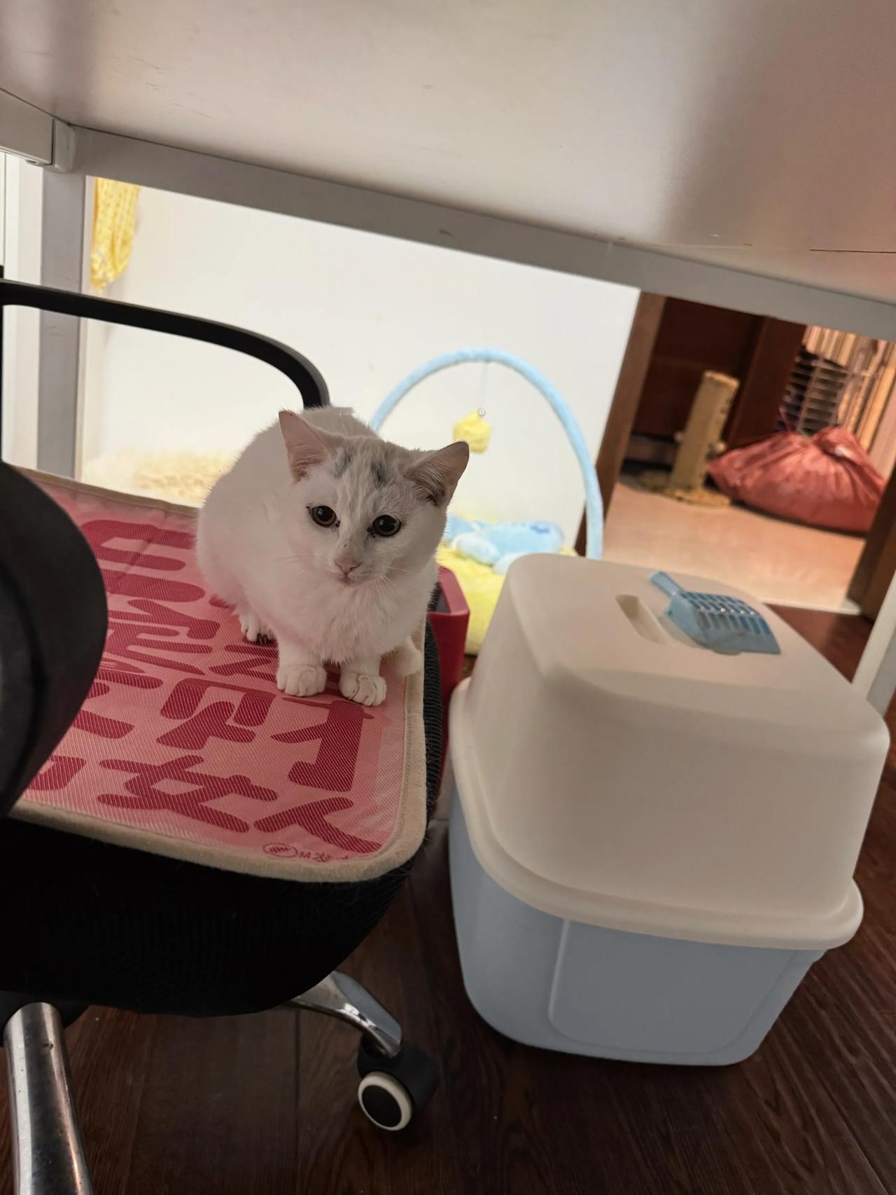 可爱小糯米，抱手手的姿势很合标哈哈
流浪猫 猫咪