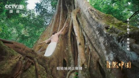 原来抱树的好处这么多有一种疗愈方式是抱树 在快节奏生活里身心俱疲时，不妨去抱抱树