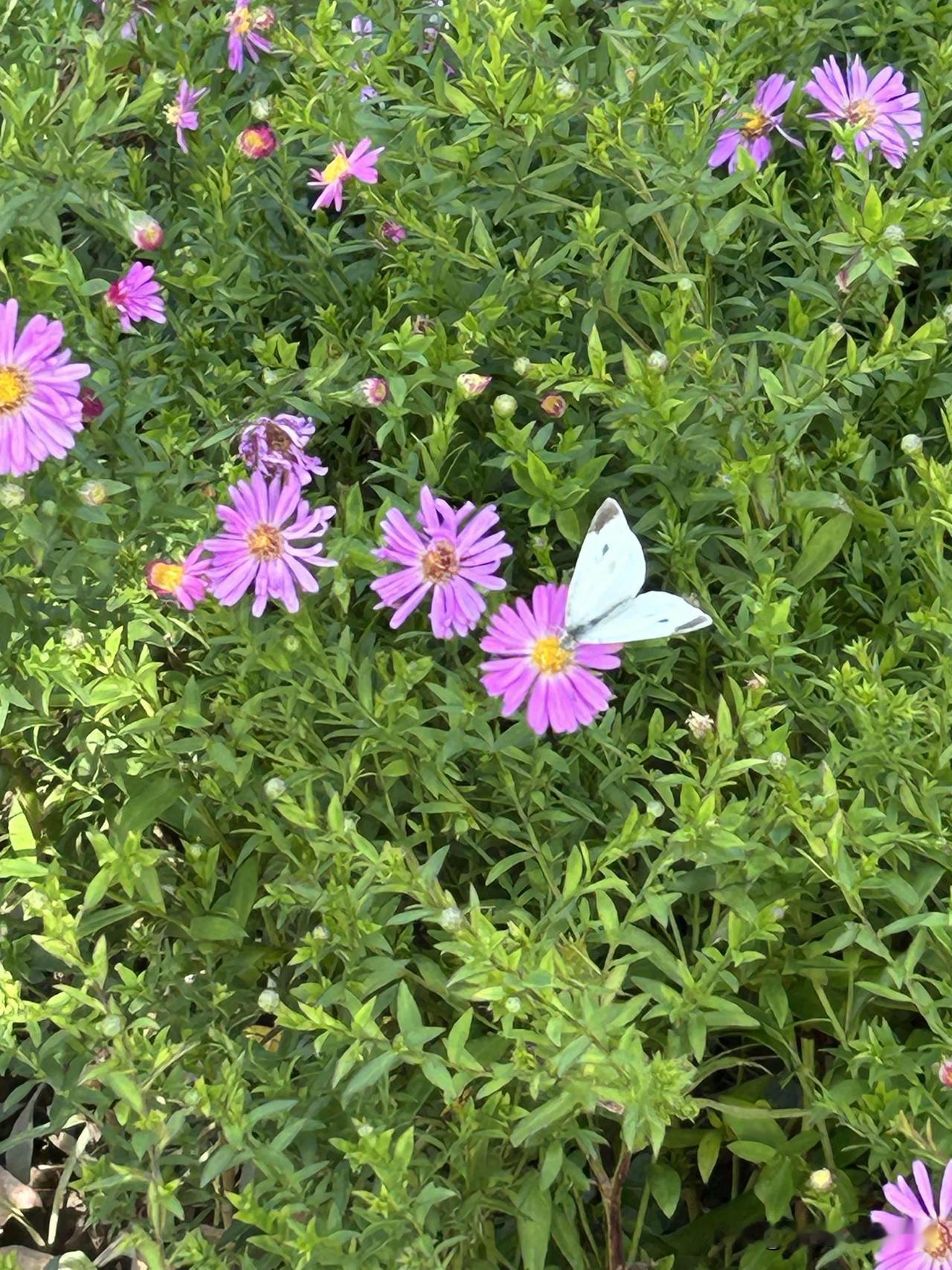 谁能想到，地上这只毛毛拉拉的小家伙，蜕变之后，就能化作花间翩飞的白蝴蝶。

今年
