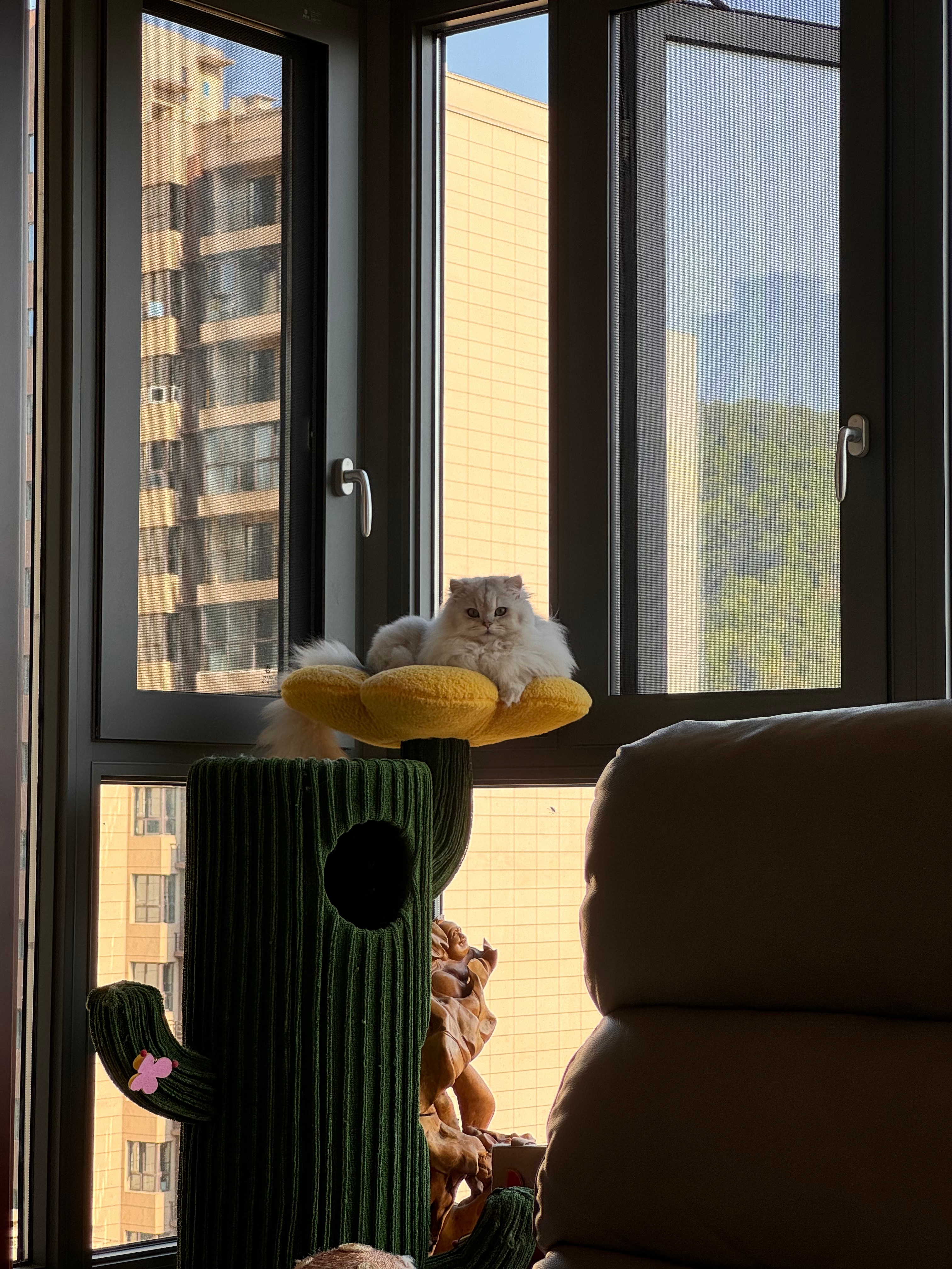 俊男靓女贴切这俩孩子颜值真的能打#英国长毛猫##银渐层##辣椒家新家回访# ​​