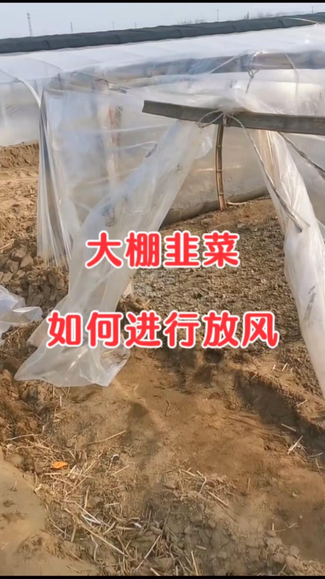 1️⃣大棚韭菜适时通风降湿，既有利于韭菜生长，又能有效预防病害发生。
2️⃣通风