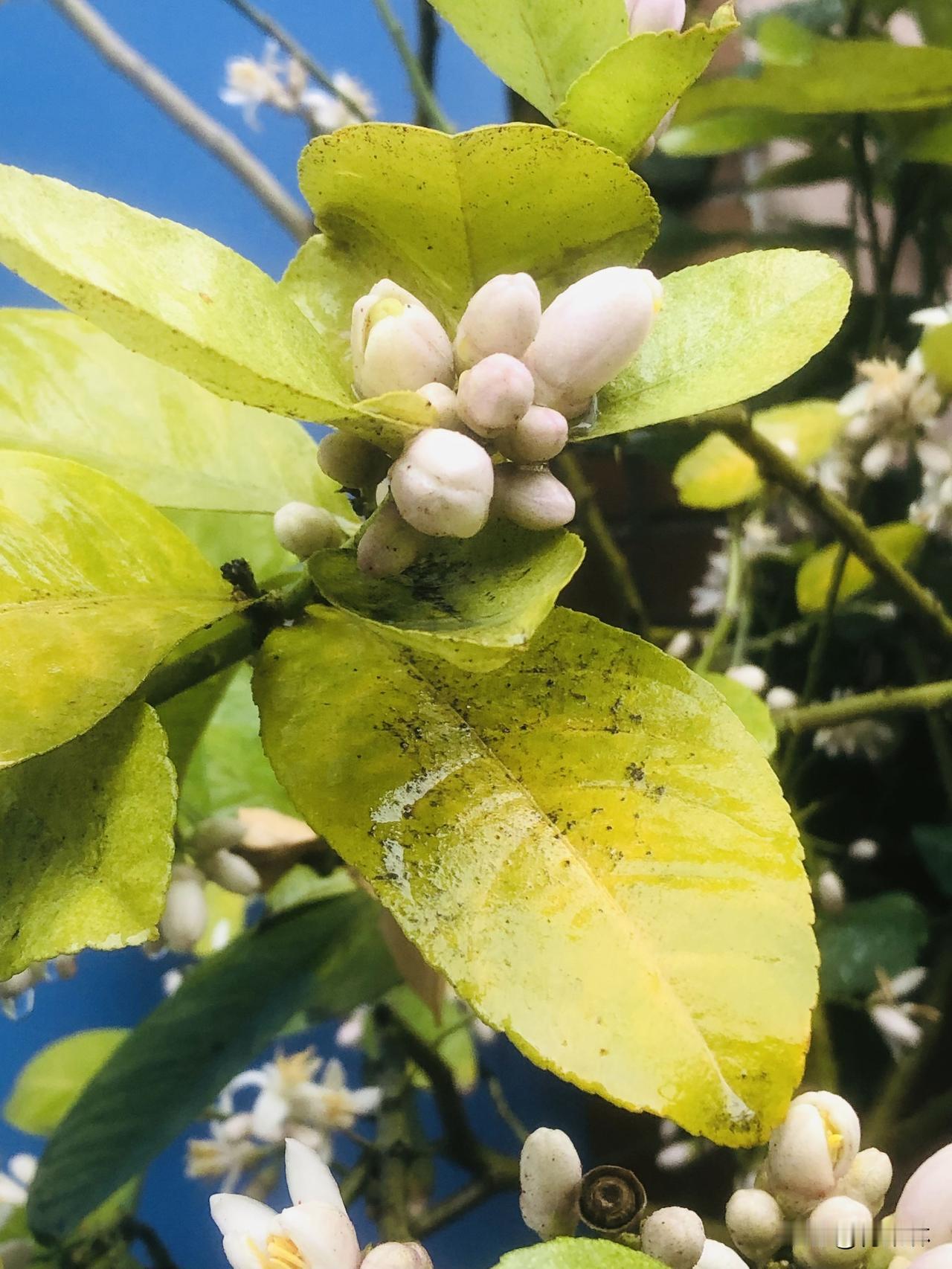 下雨天跑步，看到路边的彩钢瓦旁有一棵开小白花的树，不起眼的角落里还有一棵柠檬花，