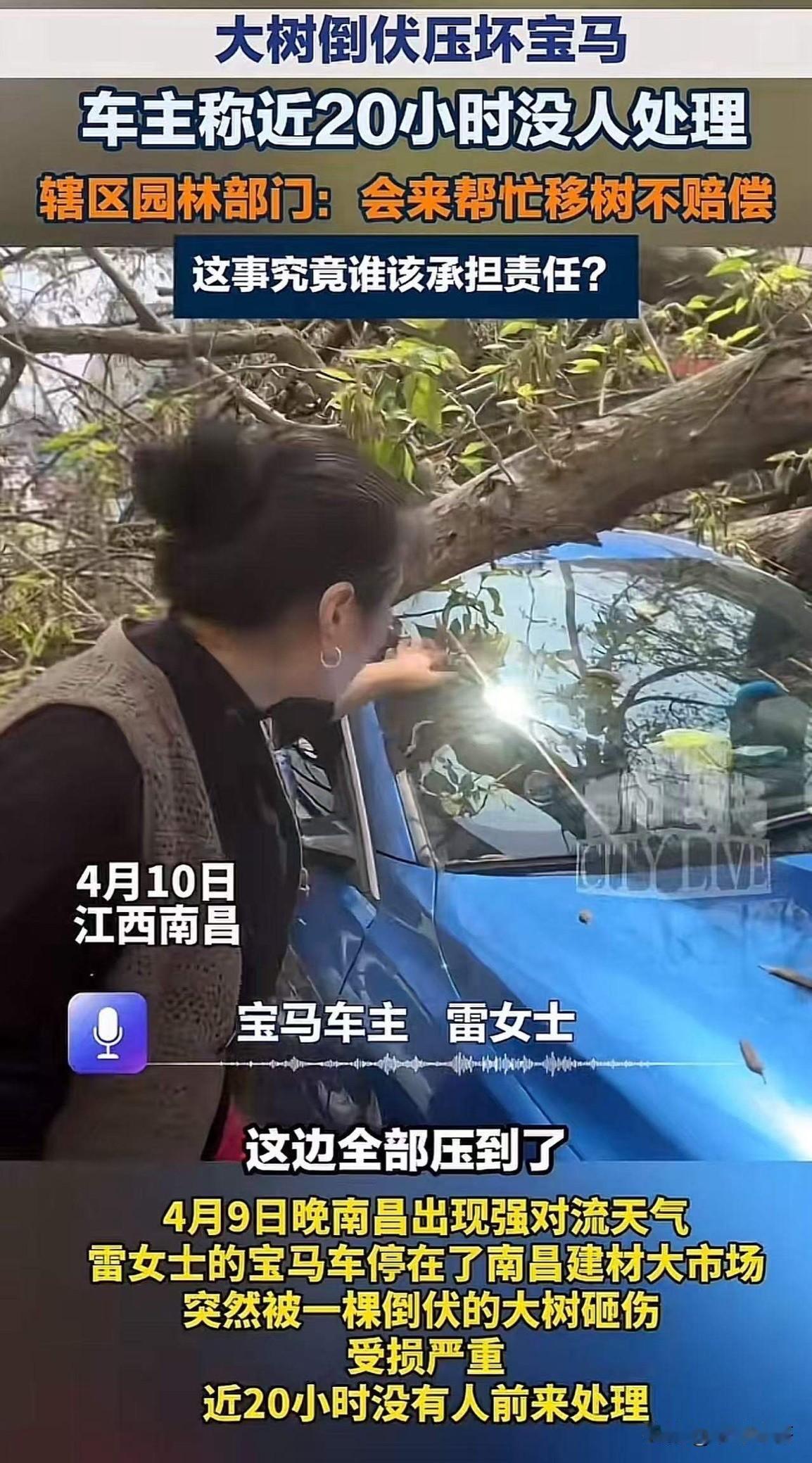 江西南昌，宝马车被倒下大树压坏，近20小时无人处理！市场管理方推给园林部门，园林
