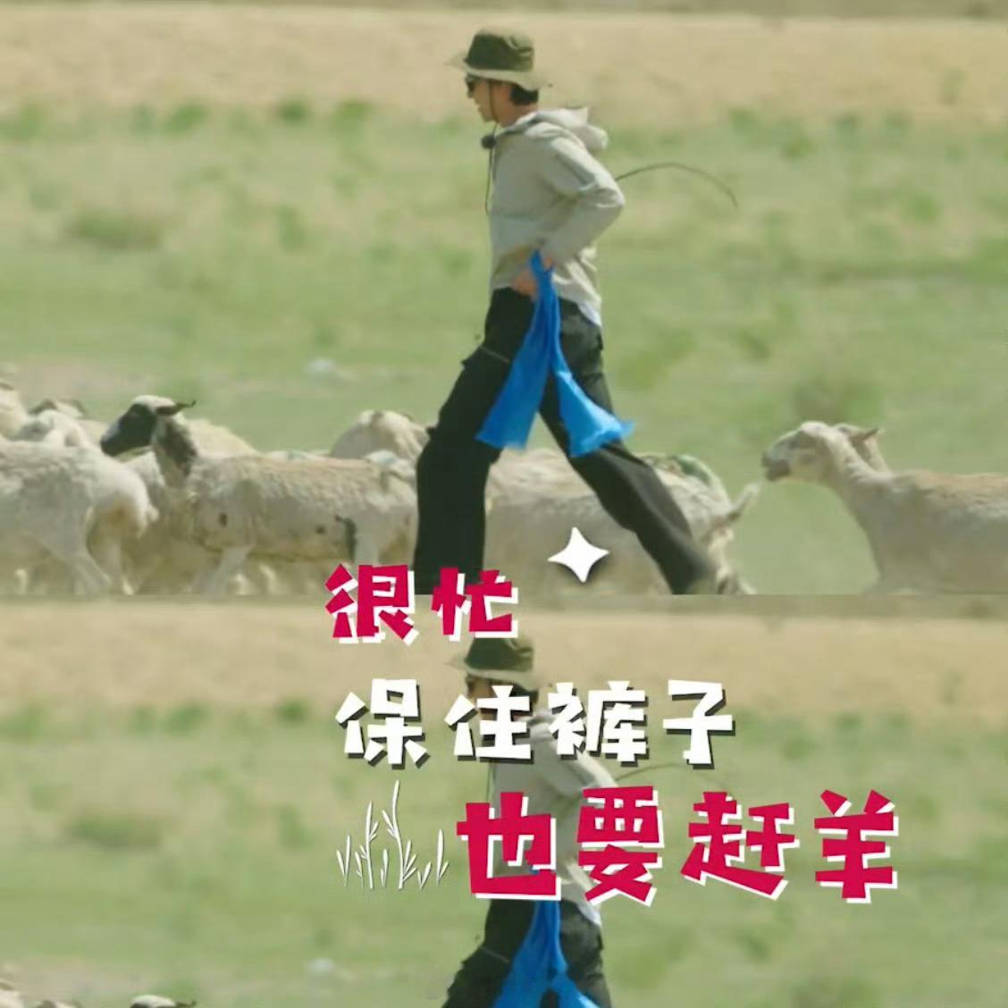 郑云龙在内蒙古赶羊自己吓自己舞台上气场强大的郑云龙来到内蒙古草原赶羊，反差感爆棚