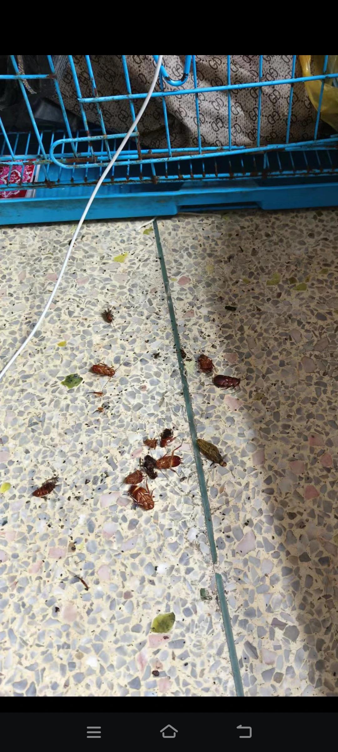 大家看看这是什么？谁见过这玩意？

今天上午，给儿子整理夏天的衣服，打开箱子，看