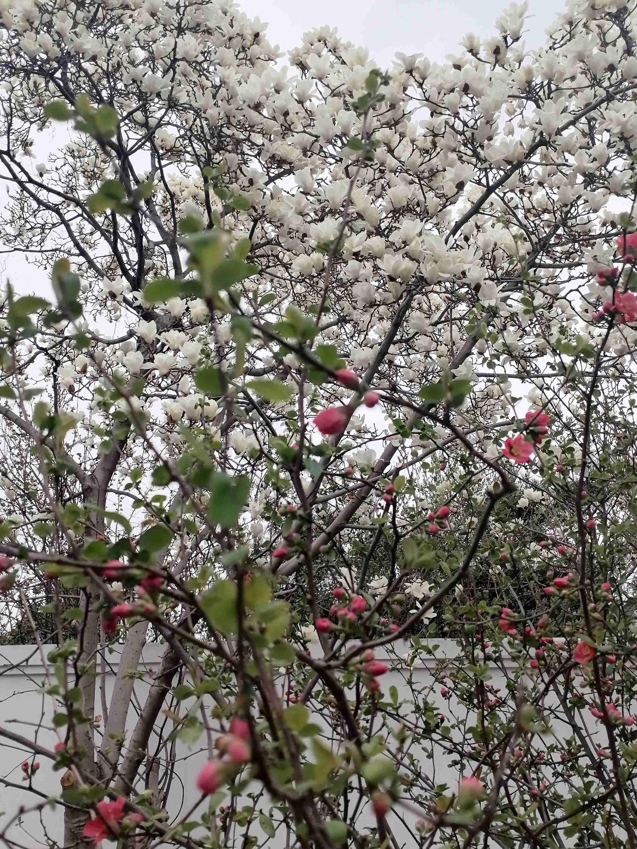 海棠与白玉兰的交织！我的今日状态：😁轻松愉快
我这里的天气：阴！这样的花中花看