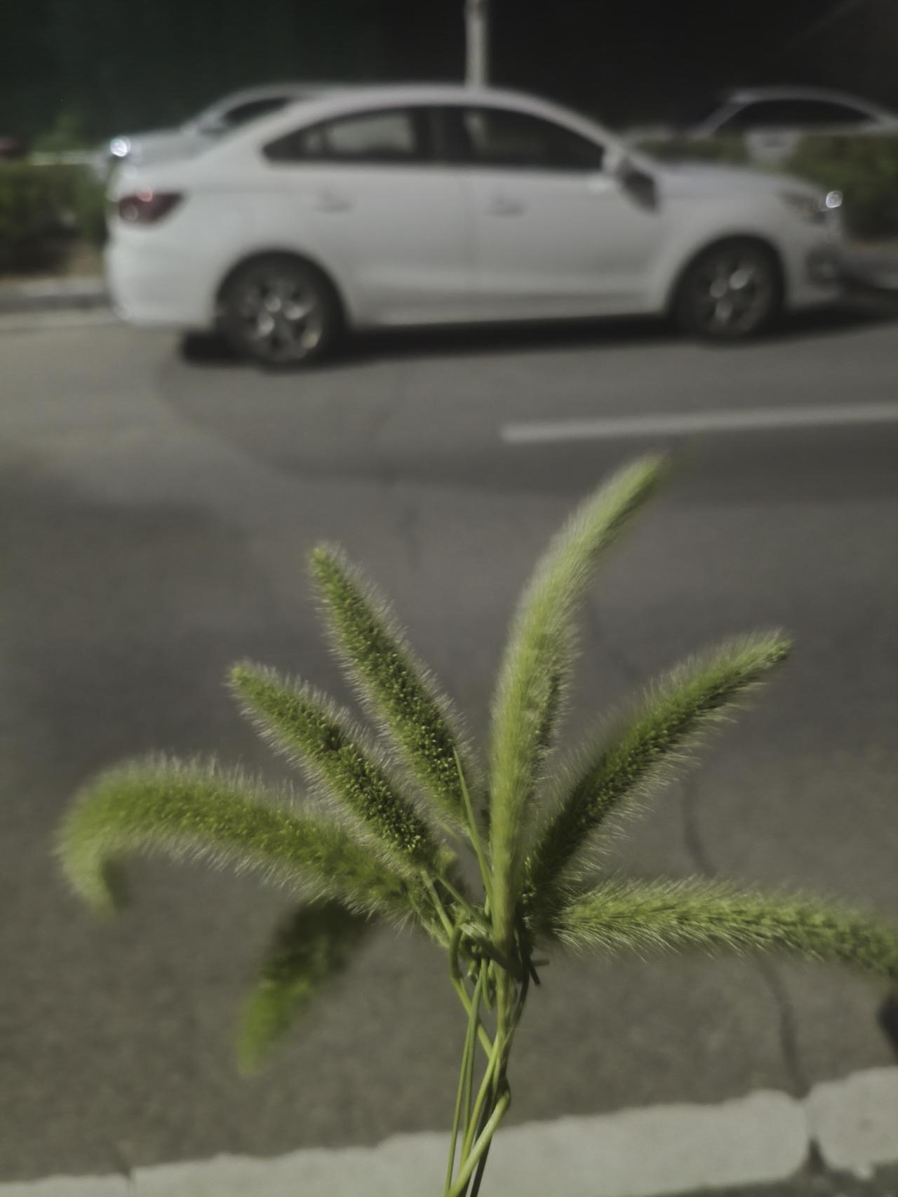 这是小时候常常编着玩的狗尾巴草。心灵手巧的孩子能编出小狗、小猫、小兔子的形状，挺