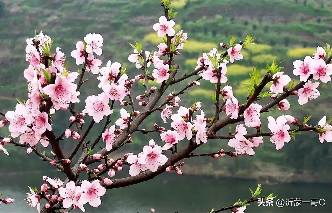 今天早上来到了我家的桃花园，随便拍张照片给大家看看，粉红色的桃花开的分外妖娆，太