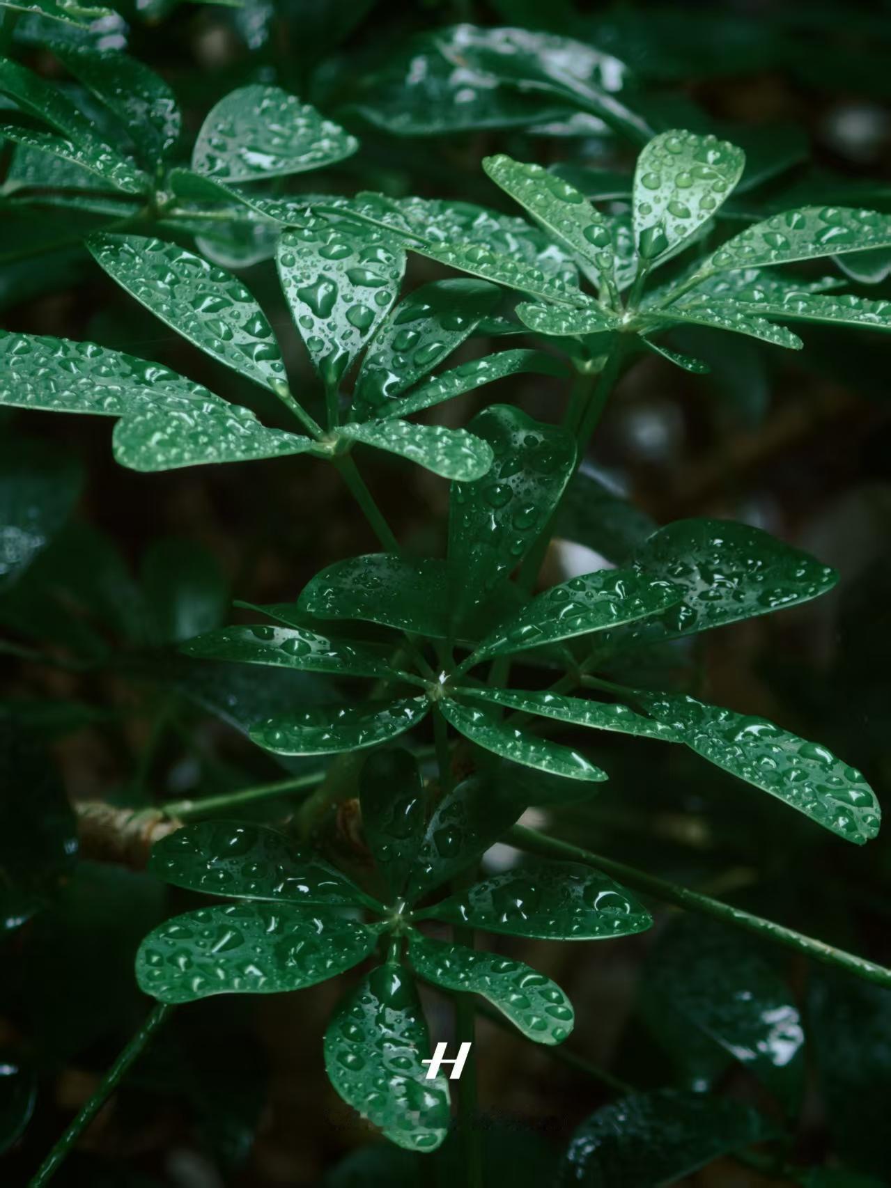 不玻璃心，大家觉得我这手机拍的怎么样？

冲着哈苏，把我的主力机换成了Find 