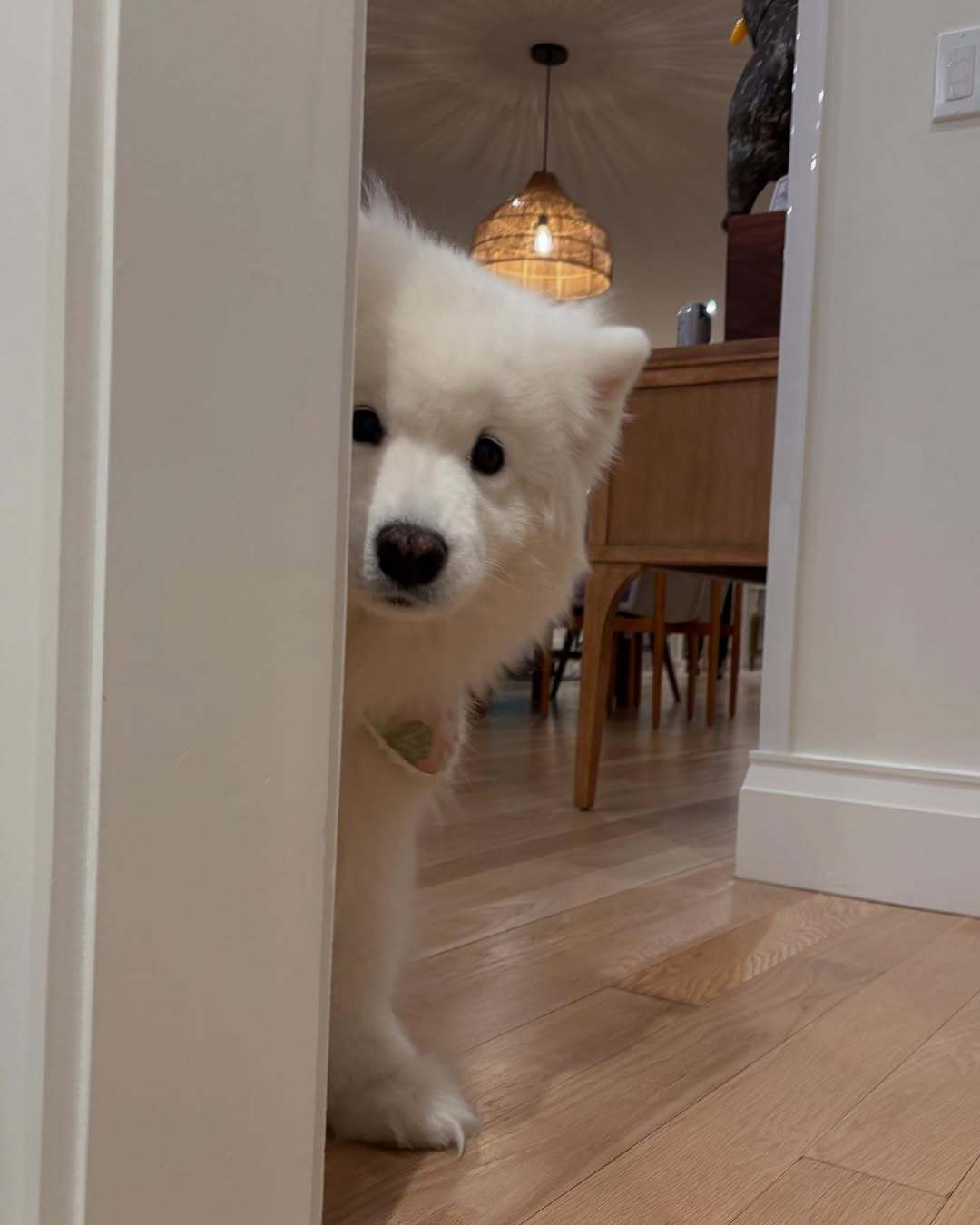 小狗很担心心情不好的你 