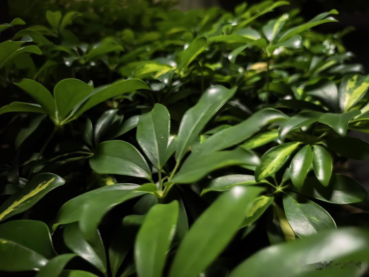 晚饭后下楼散个步，太舒服啦
 吃完饭下楼溜达溜达，路灯底下一看，路边这绿植绿油油
