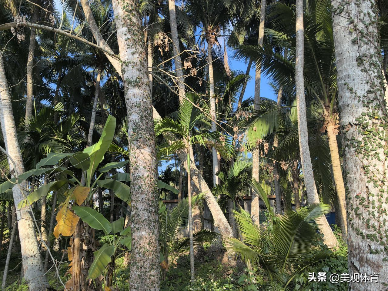 椰林里的群落更替