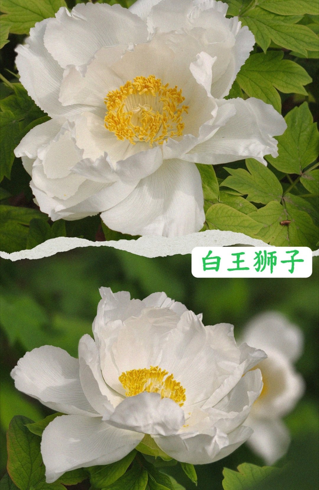 洛阳牡丹开成了调色盘 你认不认识洛阳的牡丹品种 