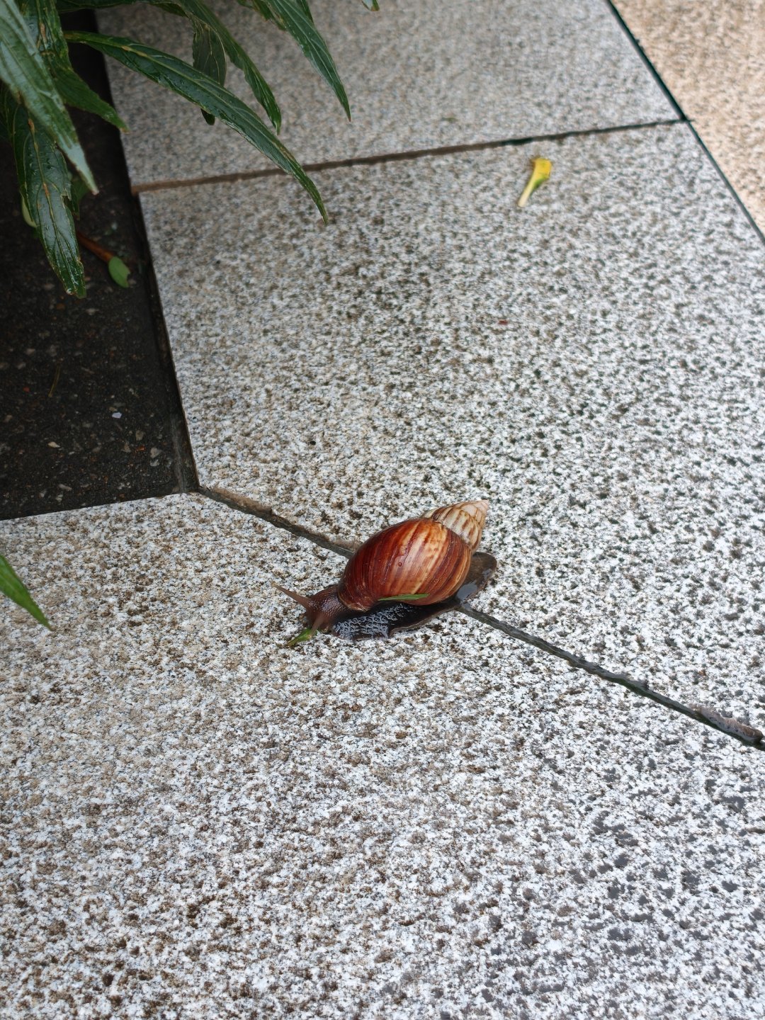 这是非洲大蜗牛吗？蜗牛