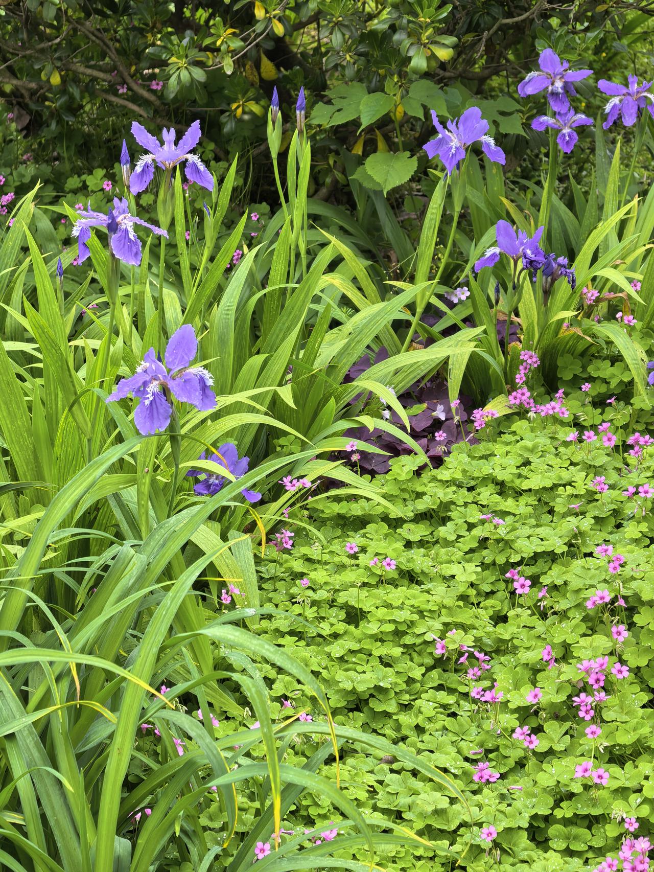 圣人成仙以后，忽然明白了一个道理。做人要想开心快乐，必须要学会做一个没心没肺的无