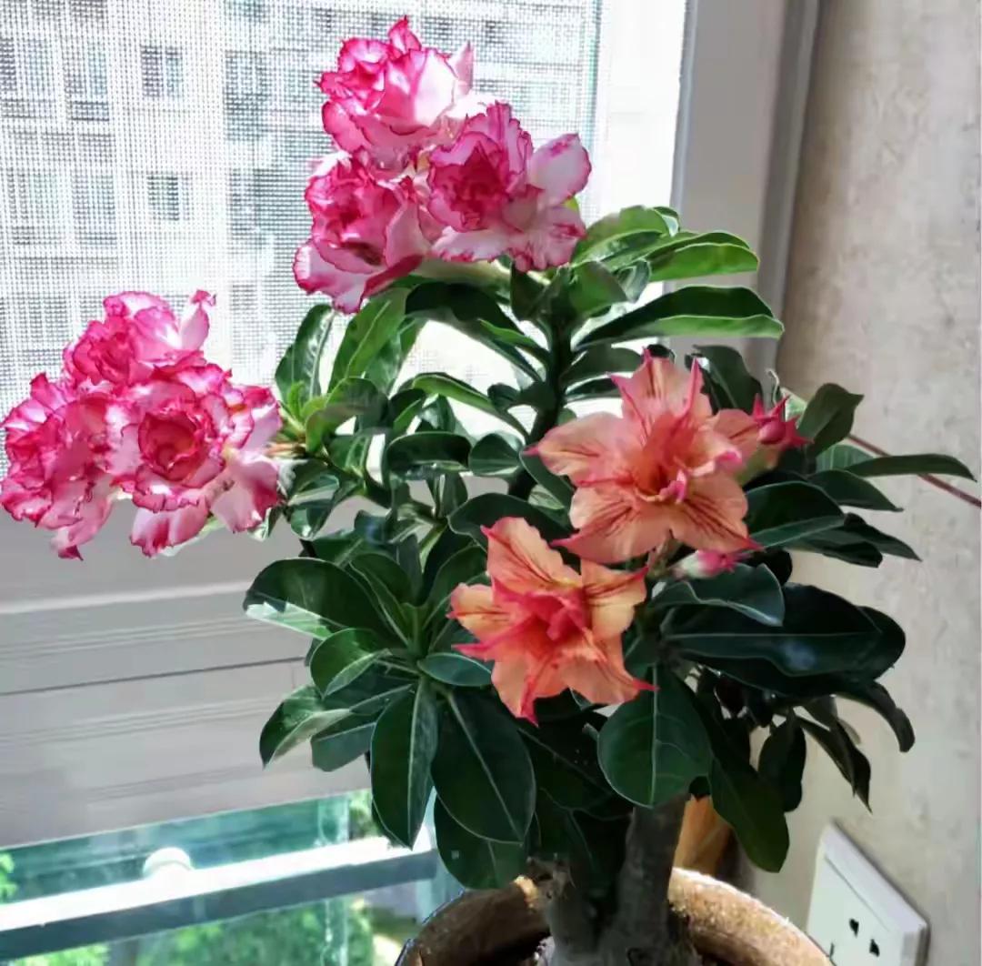 室内花🌸
