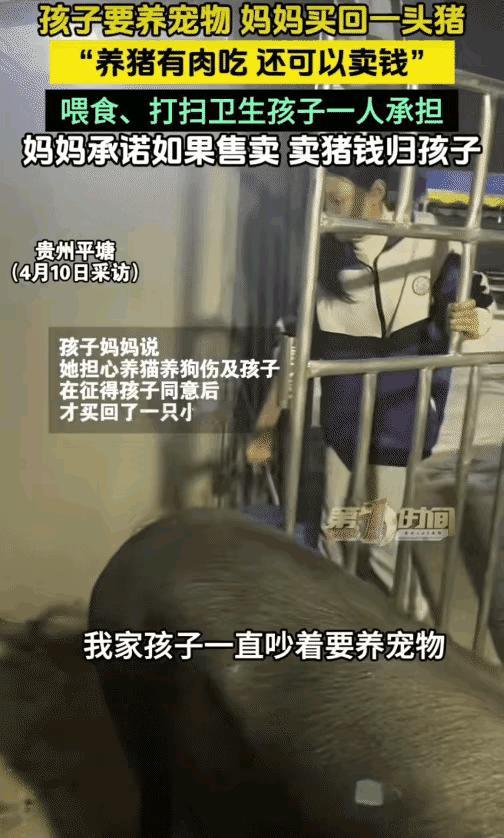 孩子想养宠物，妈妈直接买头猪，网友：太有经济头脑了
 
贵州平塘有个小女孩，看同