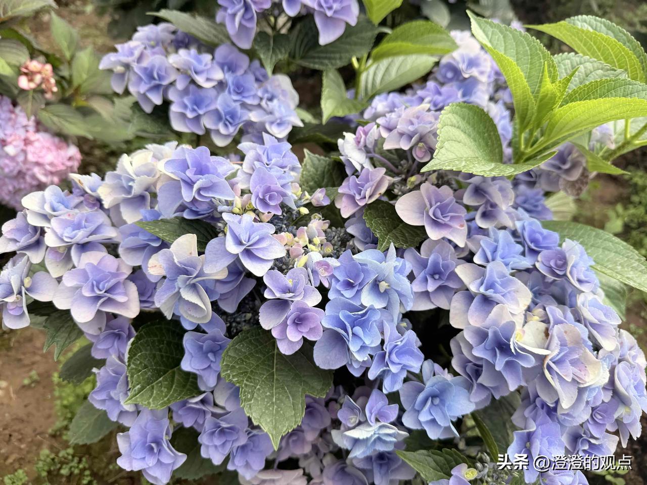 这一丛绣球花也太好看了吧！

蓝紫色的花瓣层层叠叠，凑近看还带着淡淡的粉边，像一