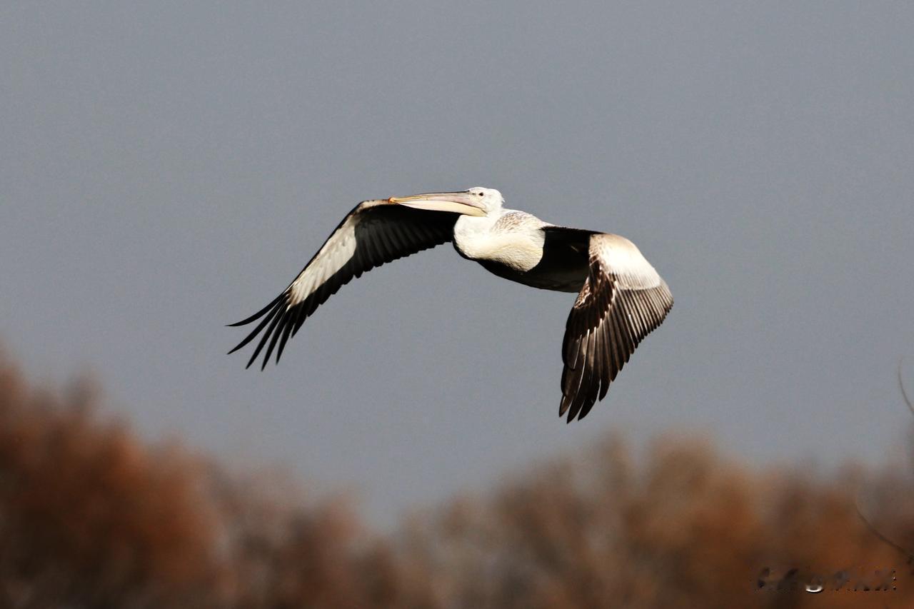 沙河水库的卷羽鹈鹕在飞翔