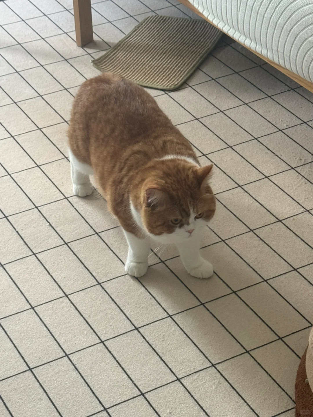 战斗状态的猪咪