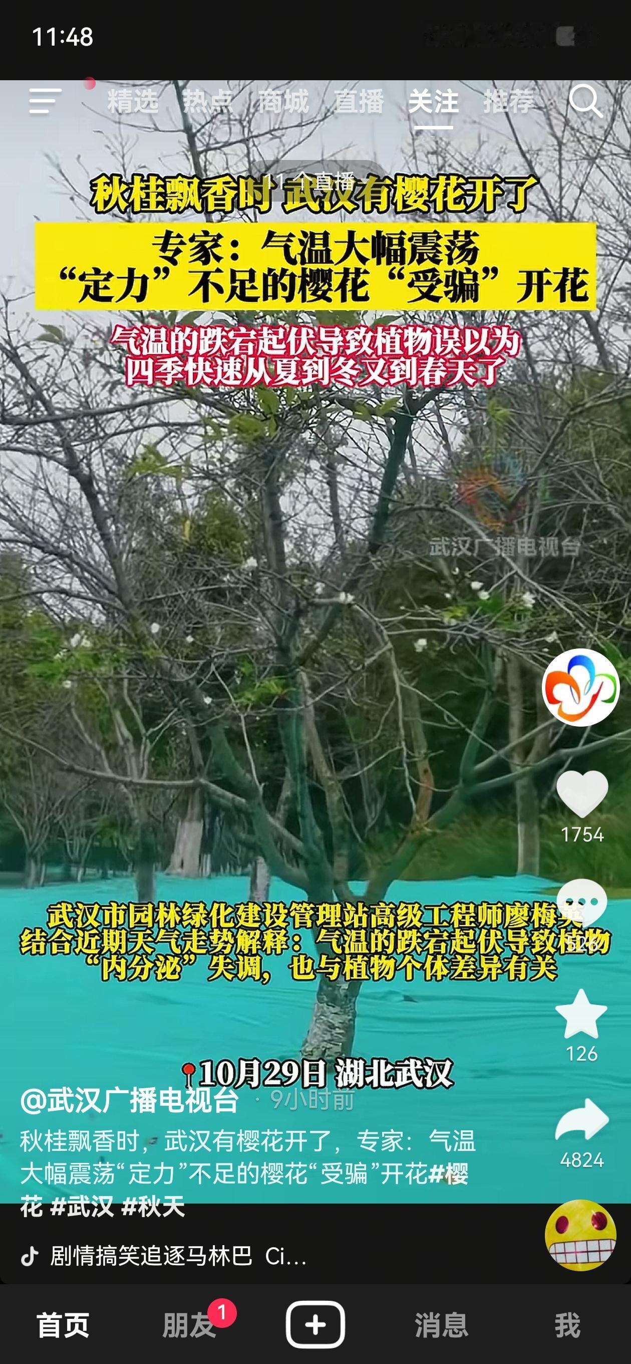 武汉的天气，把樱花都整不会了！

武汉天气在两周内反复在35℃；20℃；5℃徘徊