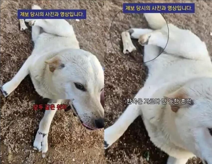 哪个国家都有心理扭曲的变态。这不，韩国的动物救助团体发现了一只四只脚都被砍掉的小