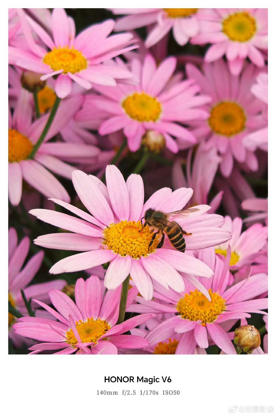 【荣耀 Magic V6 折叠屏新机拍摄样张公布，AiMAGE 影像加持】荣耀影