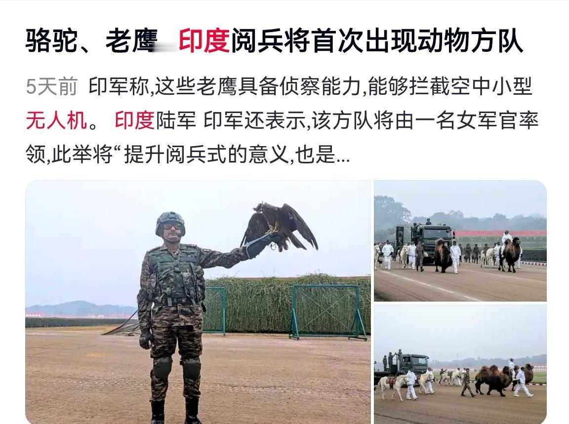 论整活儿还得是“三哥”

印度称找到了对付无人机的好办法，那就是训练老鹰来抓捕无