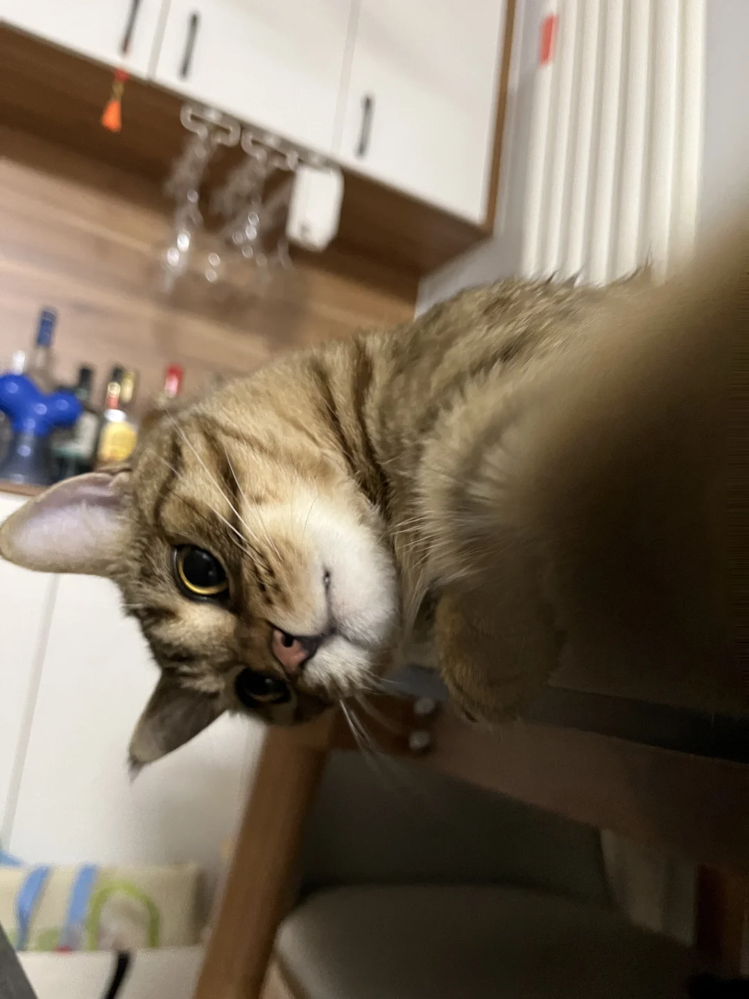 你好 我是猫