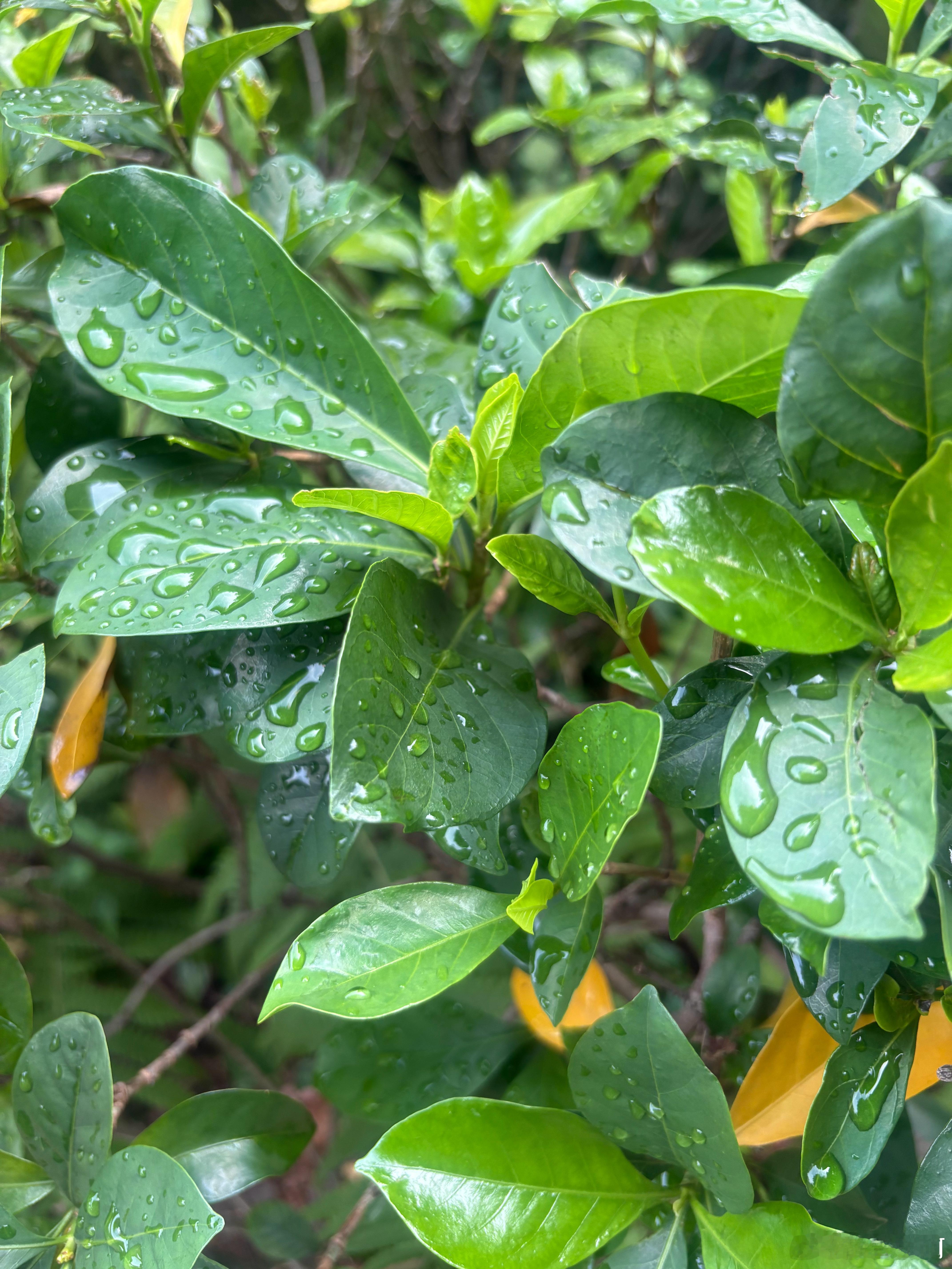 早上的风好舒服啊，昨晚下雨了☔️，今天又是凉快的一天。昨晚听到雨声就在想，今年高