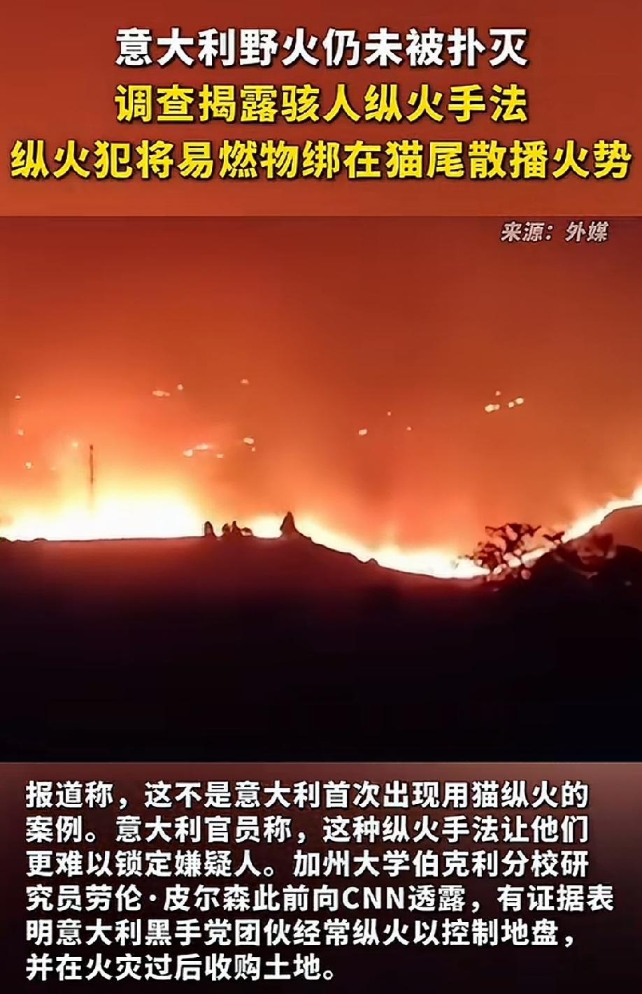 近期意大利山火不断，居然是黑手党用猫放的火。
意大利官方调查发现一周之内野火超过